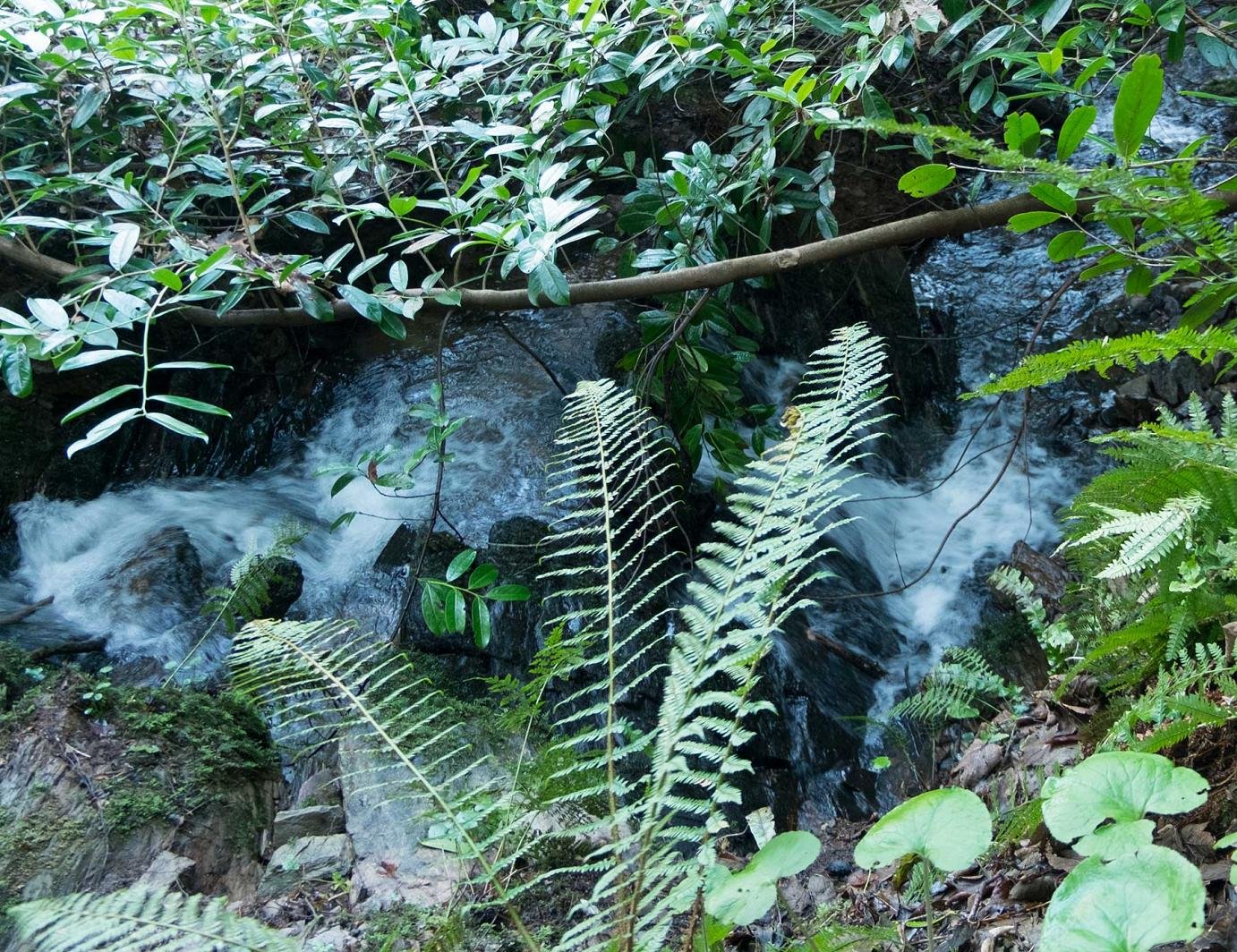 Freshet, Kilnamucky Woods, St Ann's Hill, Co. Cork, Ireland