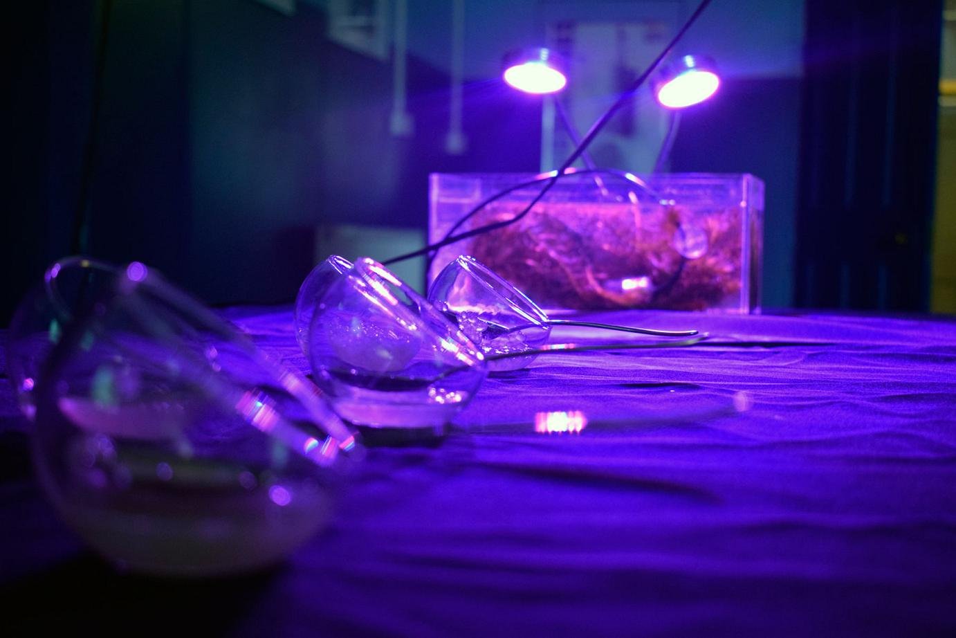 Edible gels of Kelp, Gutweed and Dulse bound with Sodium Alginate attune tongues to oceanic extractive economies